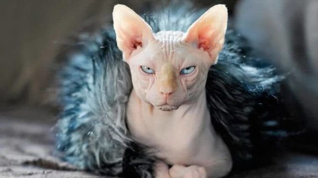 Tuysuz Kedi Sphynx