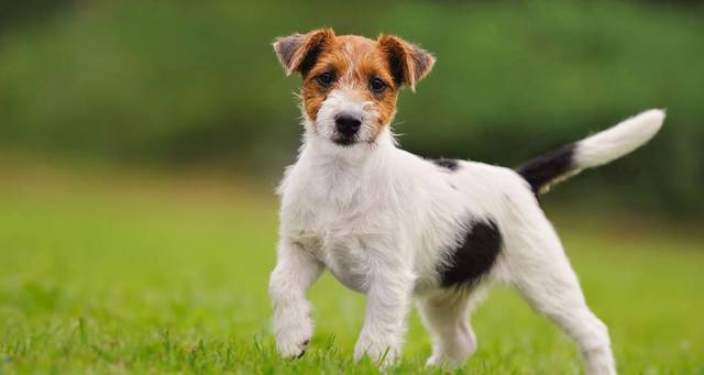 Jack Russell Terrier Ozellikleri Ve Bakimi