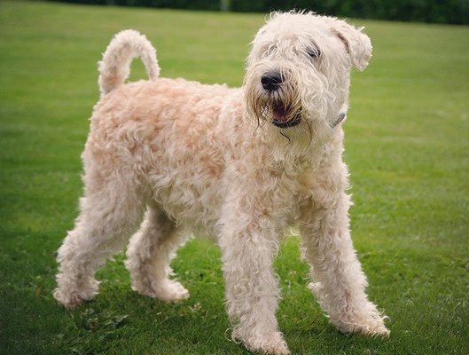 Wheaten Terrier Ozellikleri Ve Bakimi