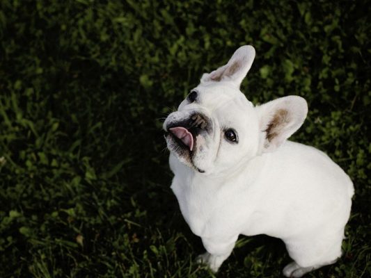 Fransiz Bulldog Ozellikleri Ve Bakimi