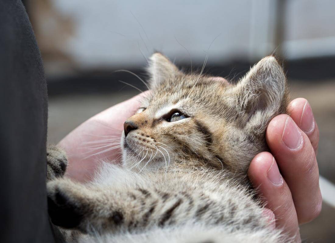 Yavru Kedi Tuvalet Egitimi