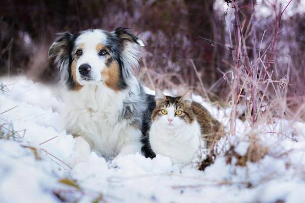 Kedi Ve Kopekler Usur Mu