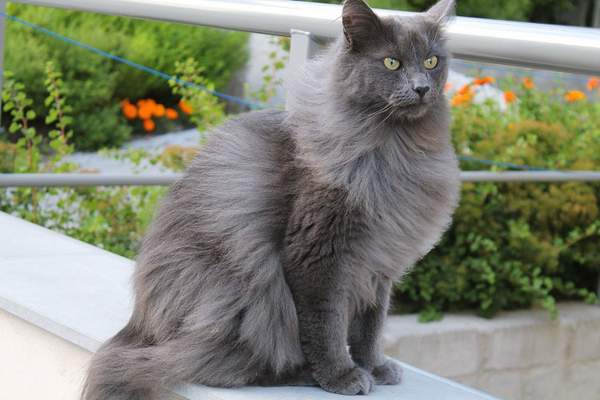 Mavi Kurklu Alman Kedi Nebelung