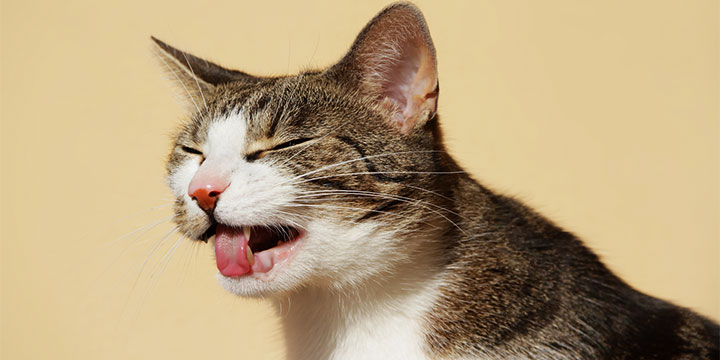 Kediler Neden Kusar Biliyor Muydunuz Kedi Kusmasi Icin Tum Cozumler