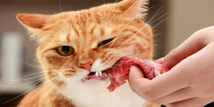 Kedi Beslenmesi Hakkında Bilmeniz Gereken Her Şey