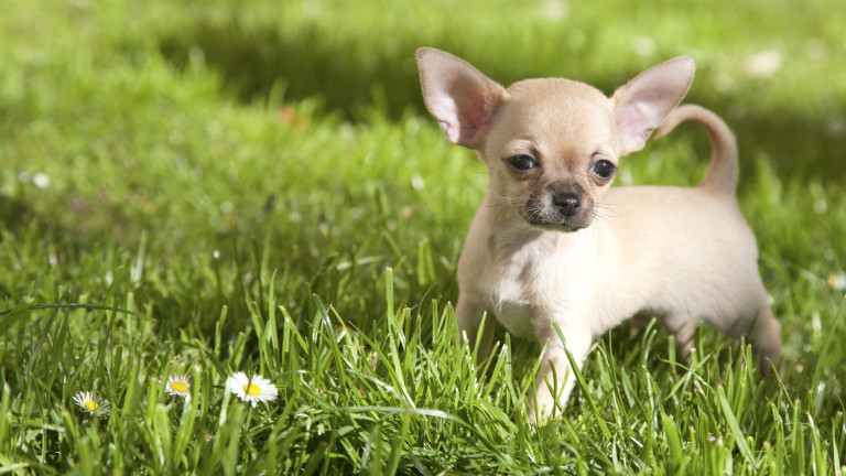 Şivava Köpek Cinsi Özellikleri ve Bakımı