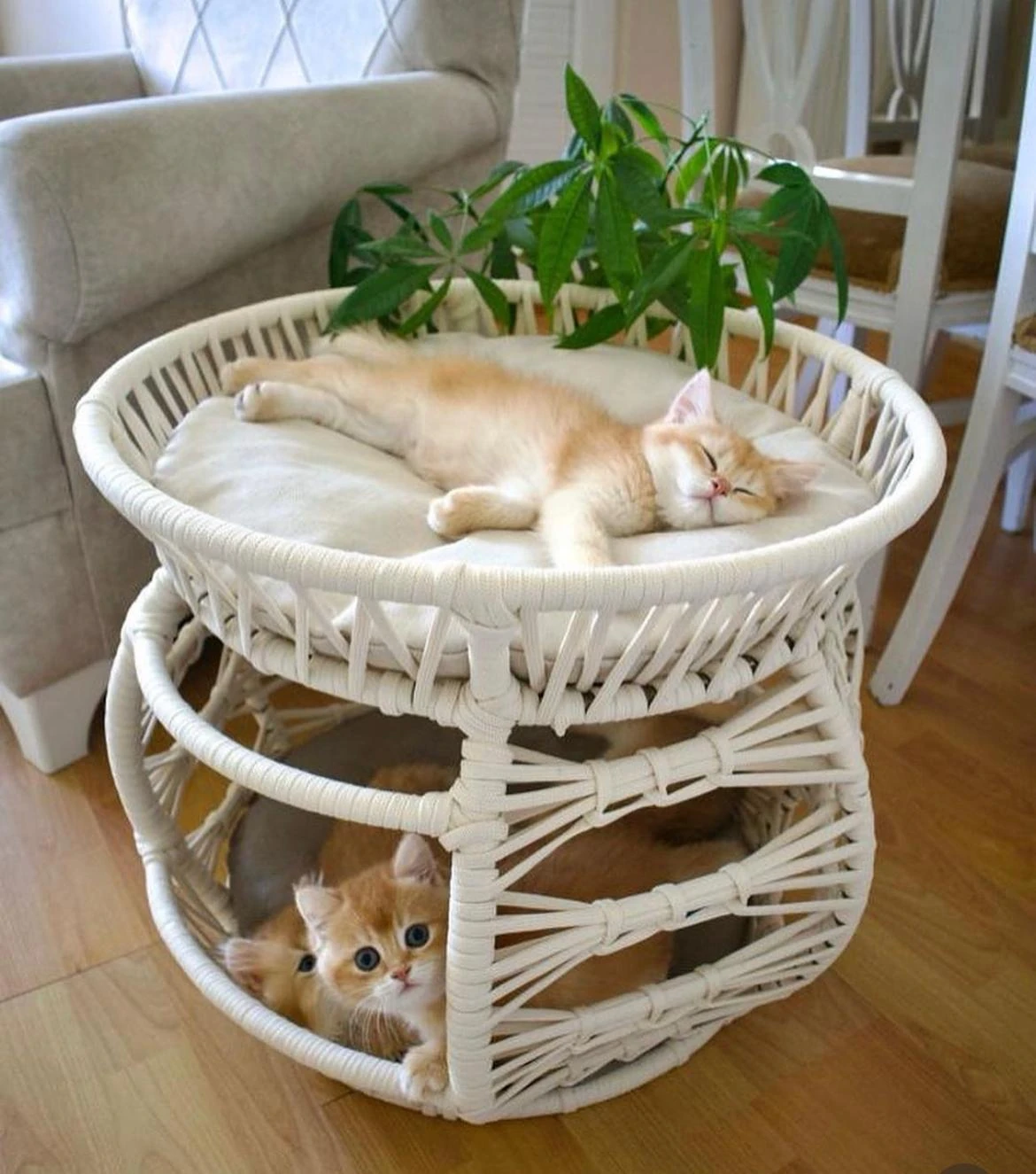 Lepus lüxperi Ranza Model Kedi Yatağı Mix