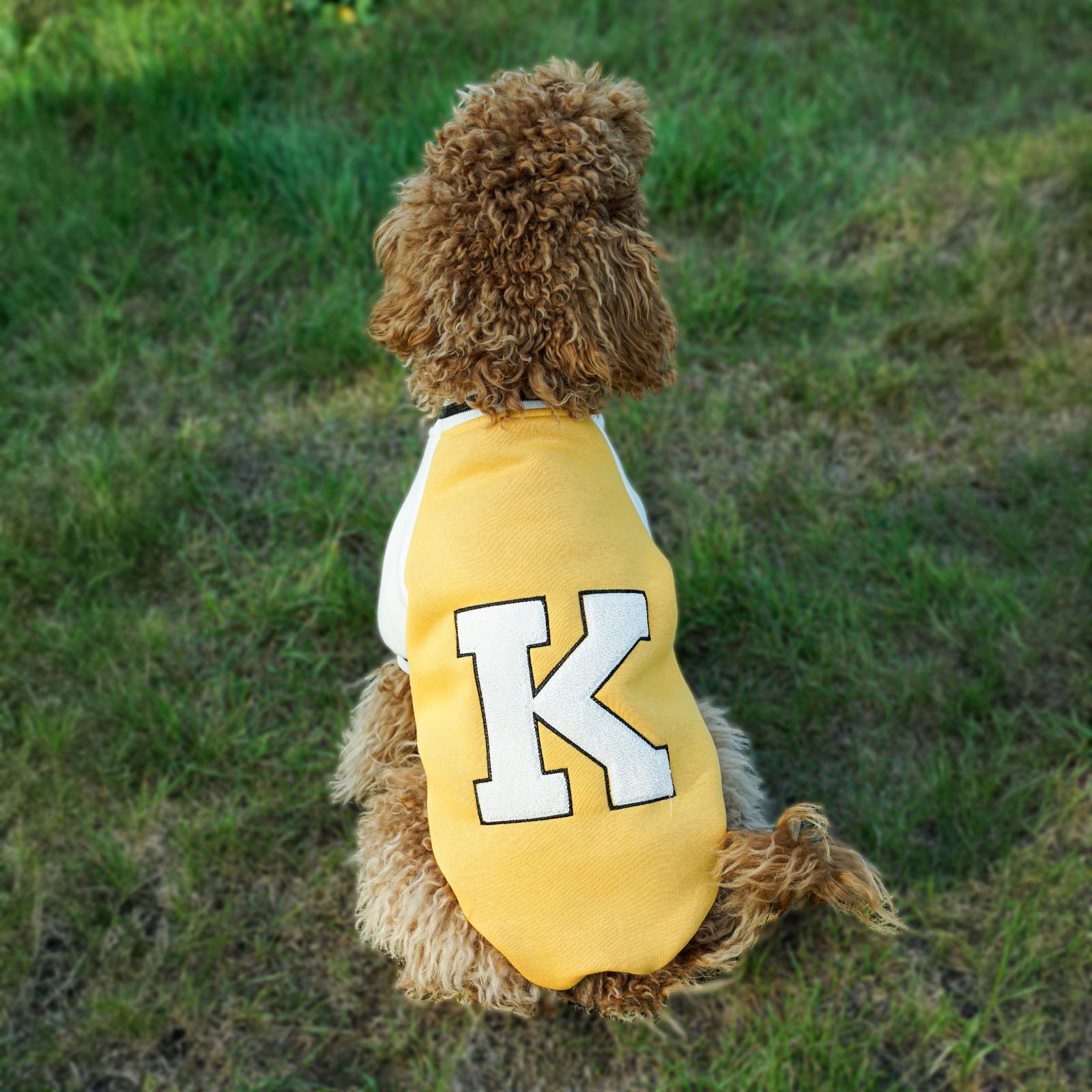 Kuccu Kuccu Kolej Köpek Sweatshirt Sarı Medium