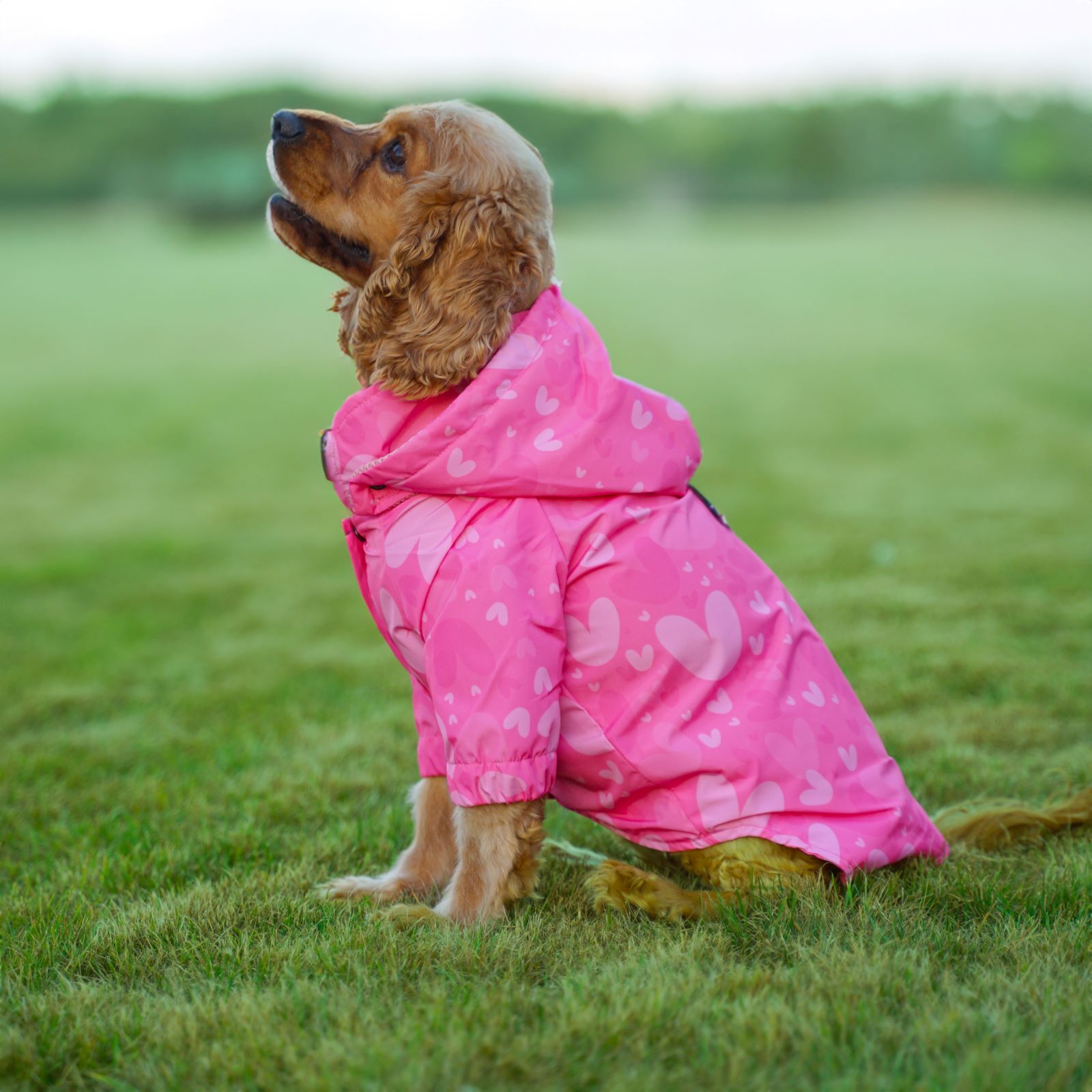 Kuccu Kuccu Tasarım Pembe Köpek Yağmurluğu Small