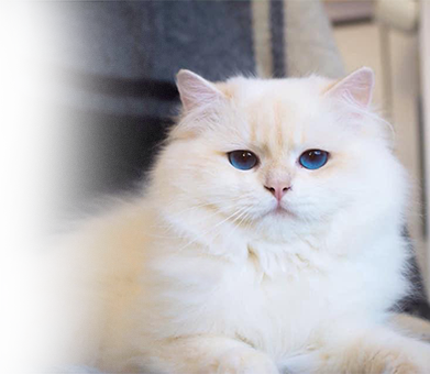/Data/kategori/kedi.png