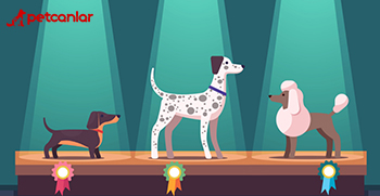 evcil hayvan güzellik yarışması