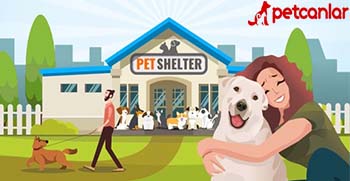 en yakın barınaklar