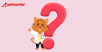 evcil hayvanlar hakkında sorular