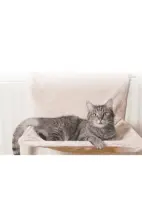 Pawise Kedi Yatağı Radyatör İçin